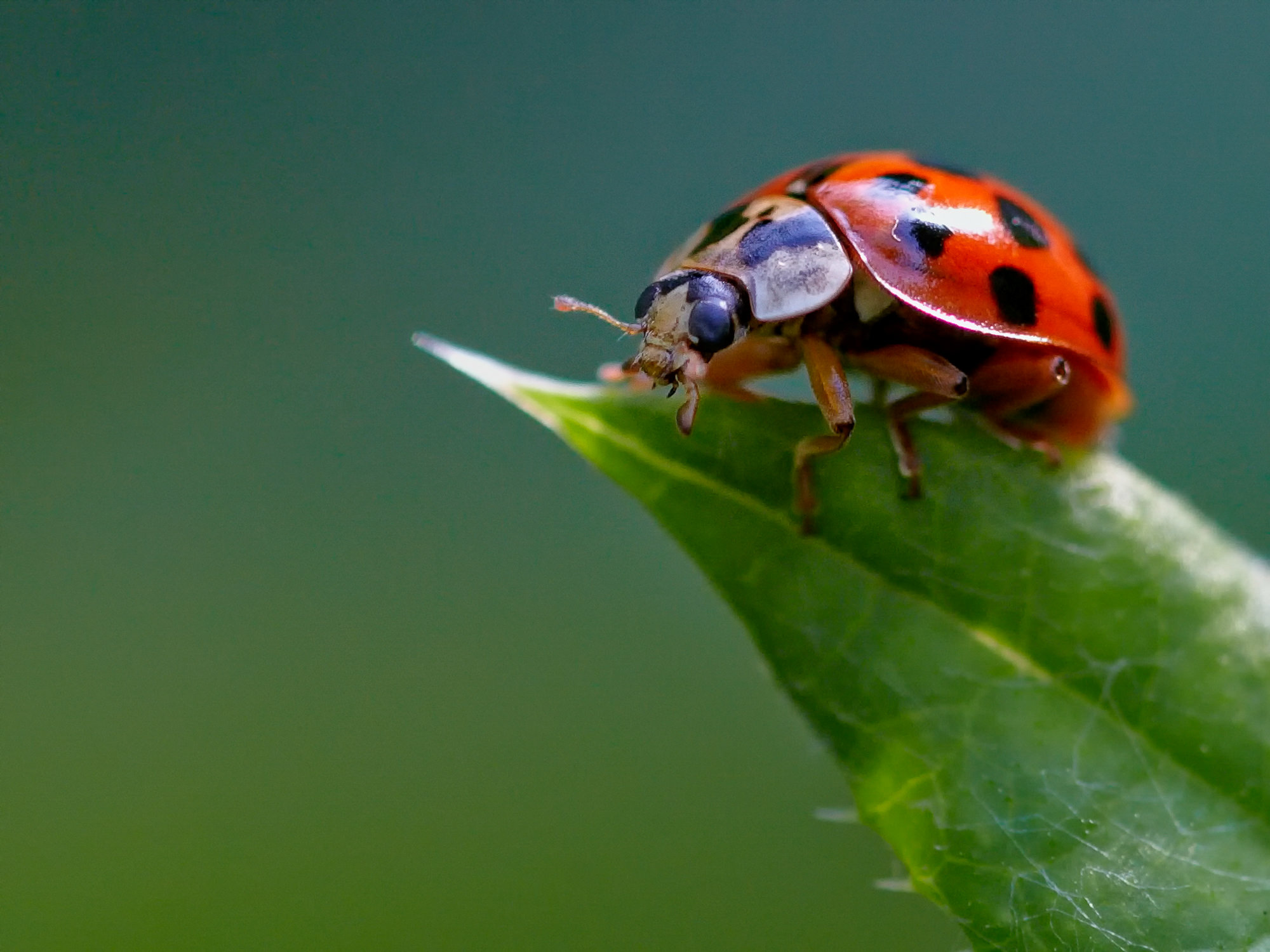 ladybug